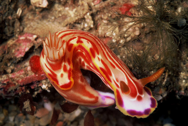 Hypselodoris fucata